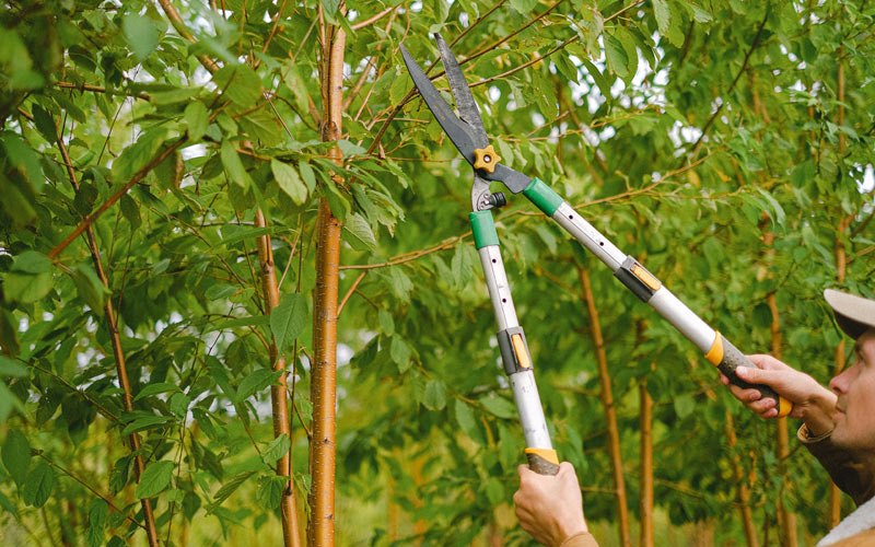 Tree trimming in Missouri Valley, IA